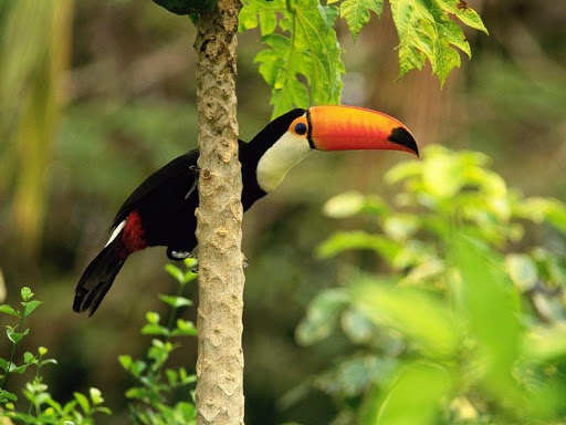 Toucan Bird HD Wallpaper