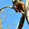 Variegated Squirrel