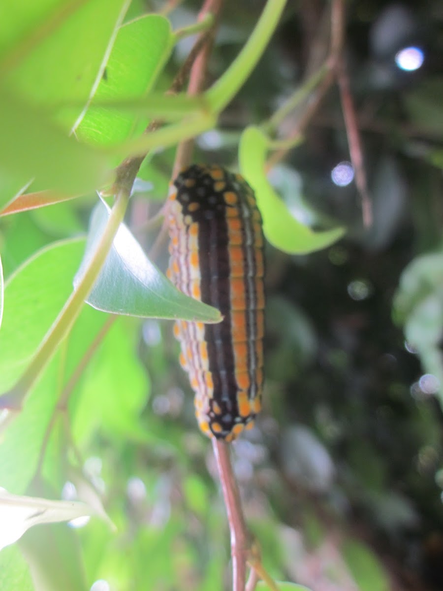 False Cattleheart Swallowtail Caterpillar