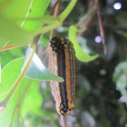 False Cattleheart Swallowtail Caterpillar