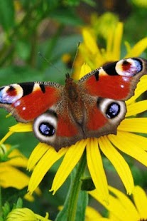 Butterfly Wallpaper Screenshots 6