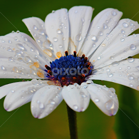 by Dipali S - Digital Art Things