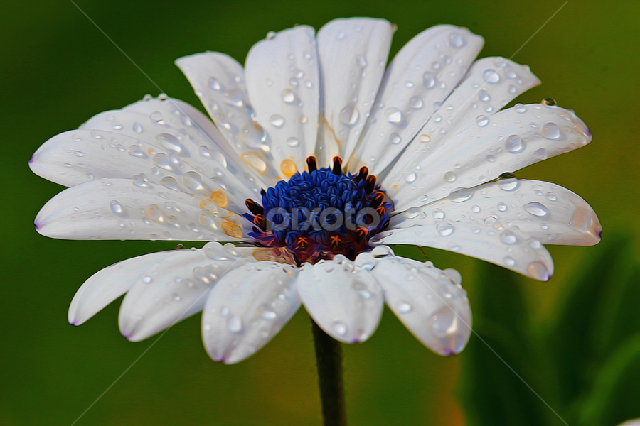 by Dipali S - Digital Art Things