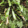 small ferns