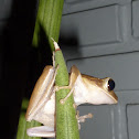 Common Tree Frog 