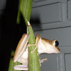 Common Tree Frog 