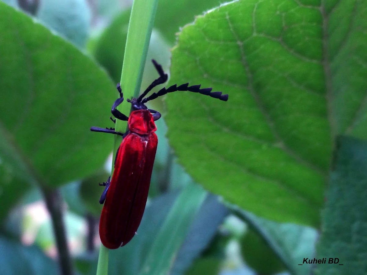 Red Net-winged Beetle