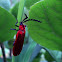 Red Net-winged Beetle