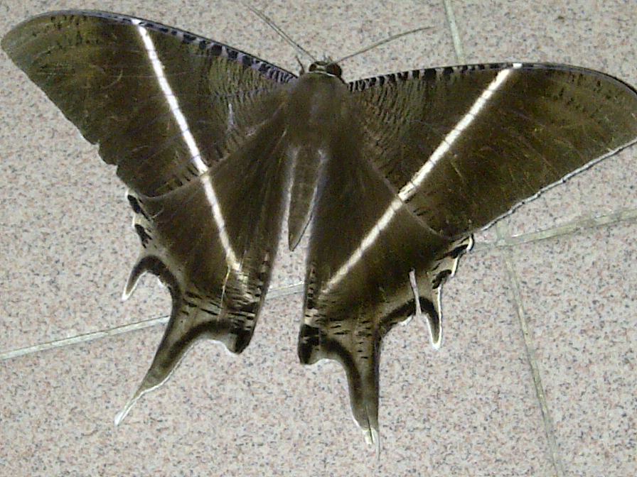 Giant Swallowtail Moth