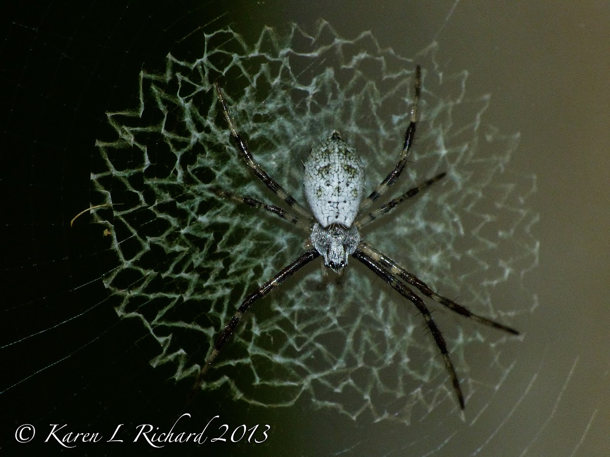 Orb-weaving spider (immature)