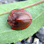 Tortoise Leaf Beetle