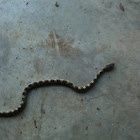 Juvenile rat snake