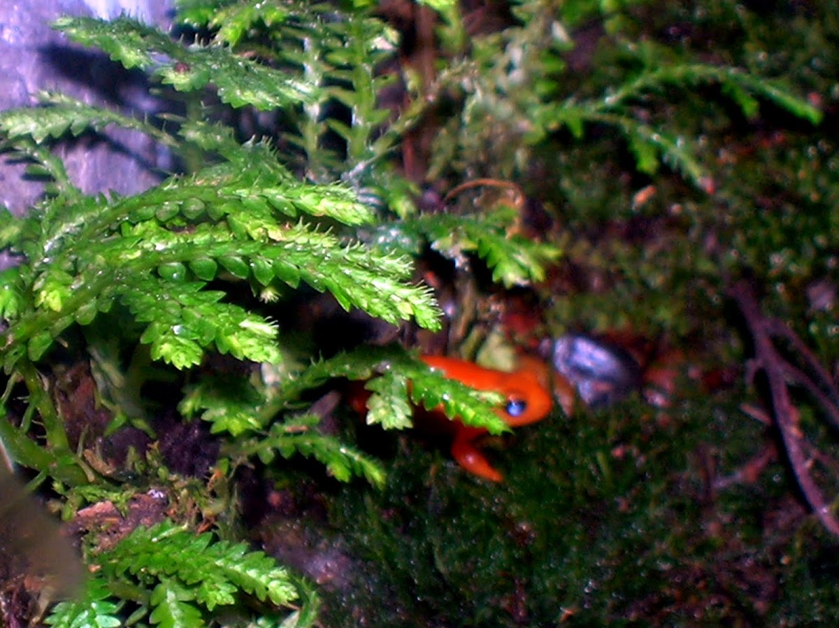 Orange Mantella Frog