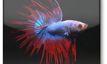 Betta Fish Games