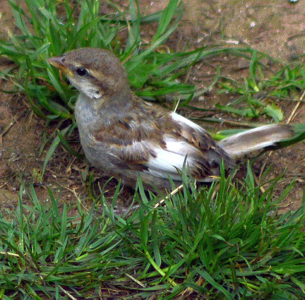 Sparrow chick with Leucism