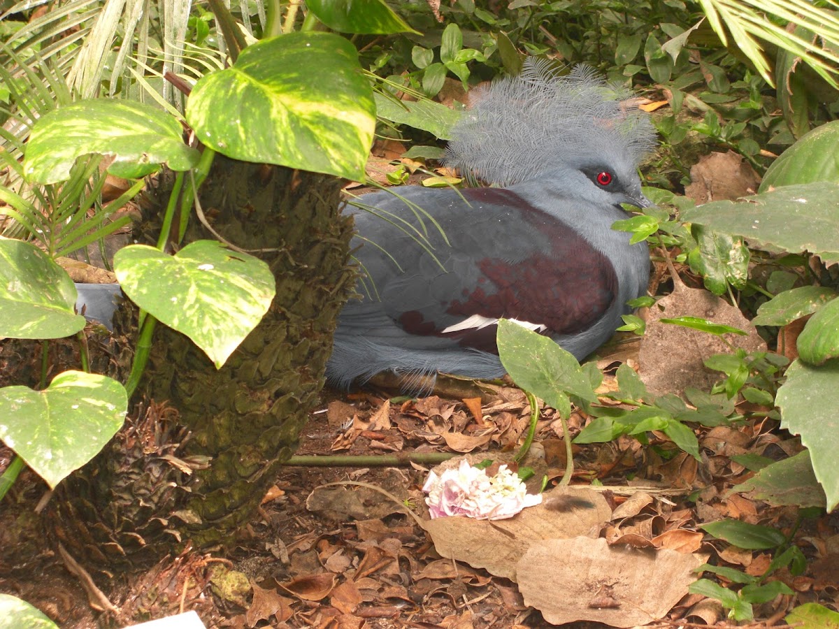 Victoria Crowned Pigeon