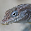 Aruban whiptail lizard (female)