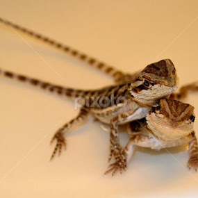 A little under a month old by Jimmy Tuazon - Animals Reptiles