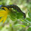 Cucillia Moth Caterpillar