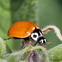 Western Blood-Red Lady Beetle