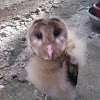 Philippine grass owl