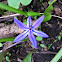 Violet Flower (Unknown)