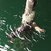Southern sea otter