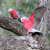 GALAH