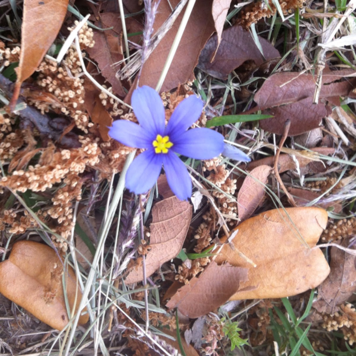 Blue-eyed grass