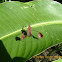 Leaf-Footed Plant Bug