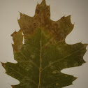 Red Oak Leaf