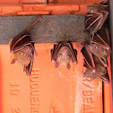 Short-nosed fruit bat