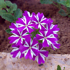  Verbena 'Lanai Purple Star'- لويزة ,رعي الحمام "لاناي النجمة البنفسجية )