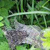 Ermine Moth (larval web!)