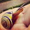 Grove Snail or brown-lipped snail