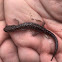 Caddo mountain salamander