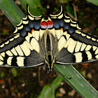 Old World Swallowtail