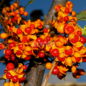 by Ky Wong - Nature Up Close Trees & Bushes