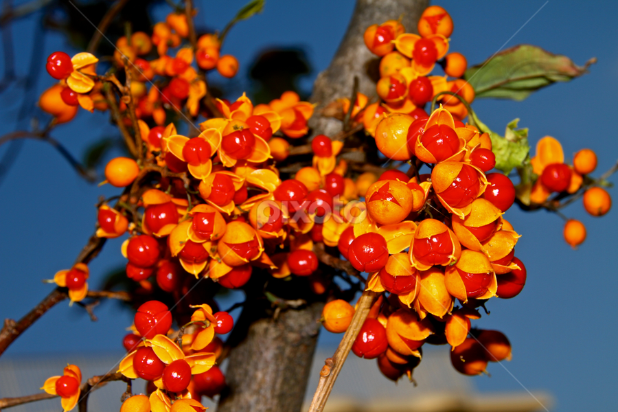 by Ky Wong - Nature Up Close Trees & Bushes