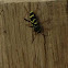 Wasp Beetle