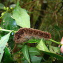 Dagger Moth Larvae - Caterpillar