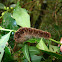 Dagger Moth Larvae - Caterpillar