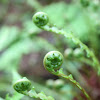 Deer fern