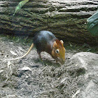 Black and Rufus Elephant Shrew