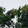 Pink Necked Green Pigeon