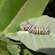 Monarch butterfly (larva)