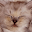 Cute Cat Download on Windows