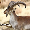 Walia Ibex