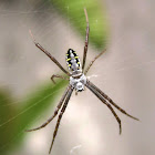 Grass Cross Spider