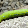 Oleander Hawkmoth Caterpillar